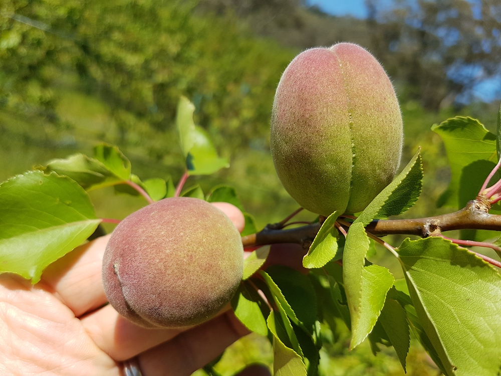 Even when still unripe it's obvious these Earlicot apricots are going to be large