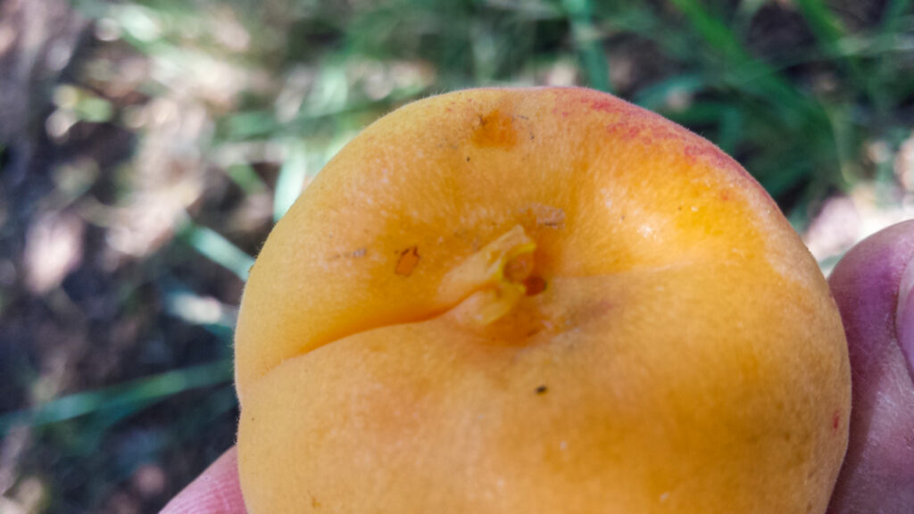Picking apricots correctly will avoid picking injuries like this which reduce storage life