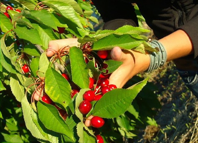Cherries are delicious but vulnerable, and need a lot of protection