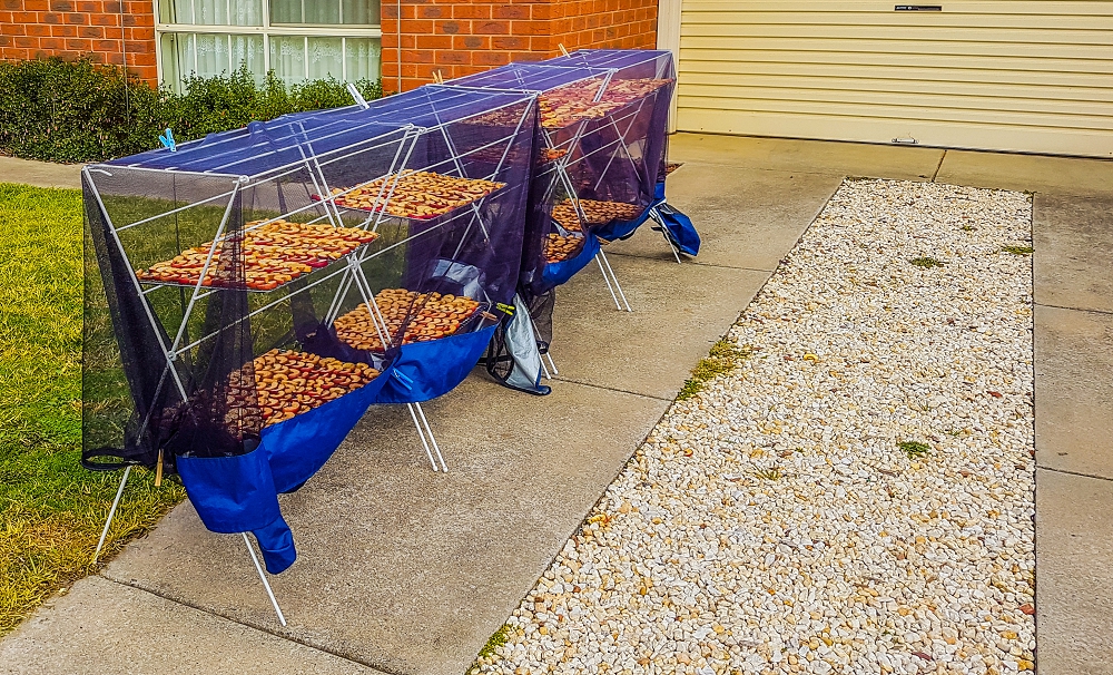 Bulk fruit drying on clothes horses - a cheap and innovative home-made solar dryer