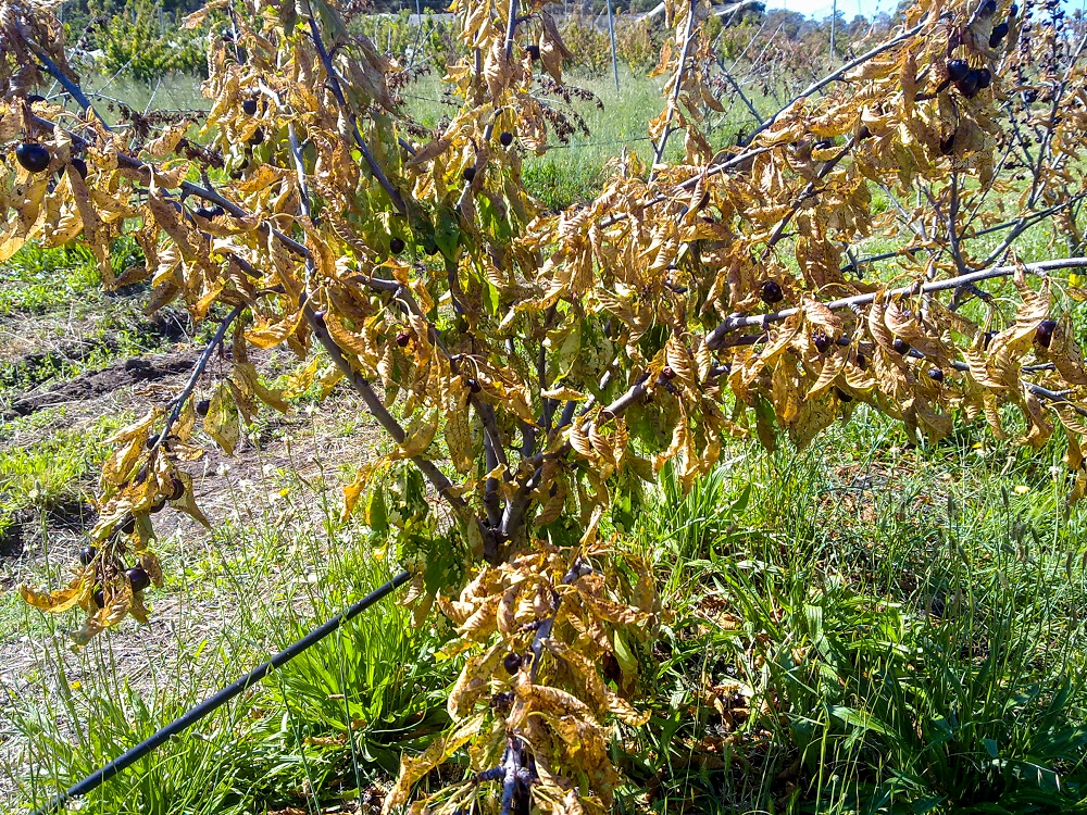 A cherry tree badly affected by flood