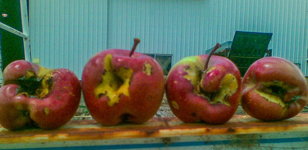 Hail damaged apples - one of the harder things to protect your fruit against