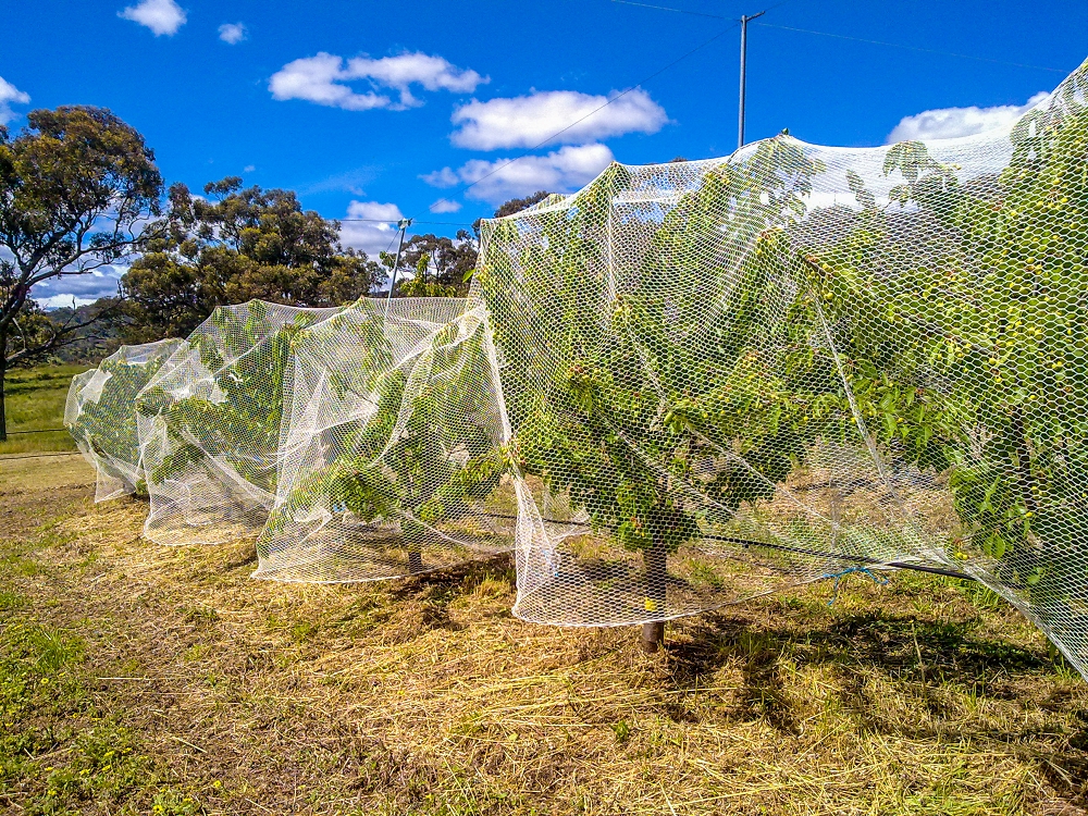 Netting is one of your key protection strategies