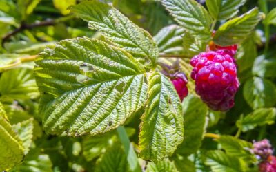 Maximise your harvest by picking fruit correctly