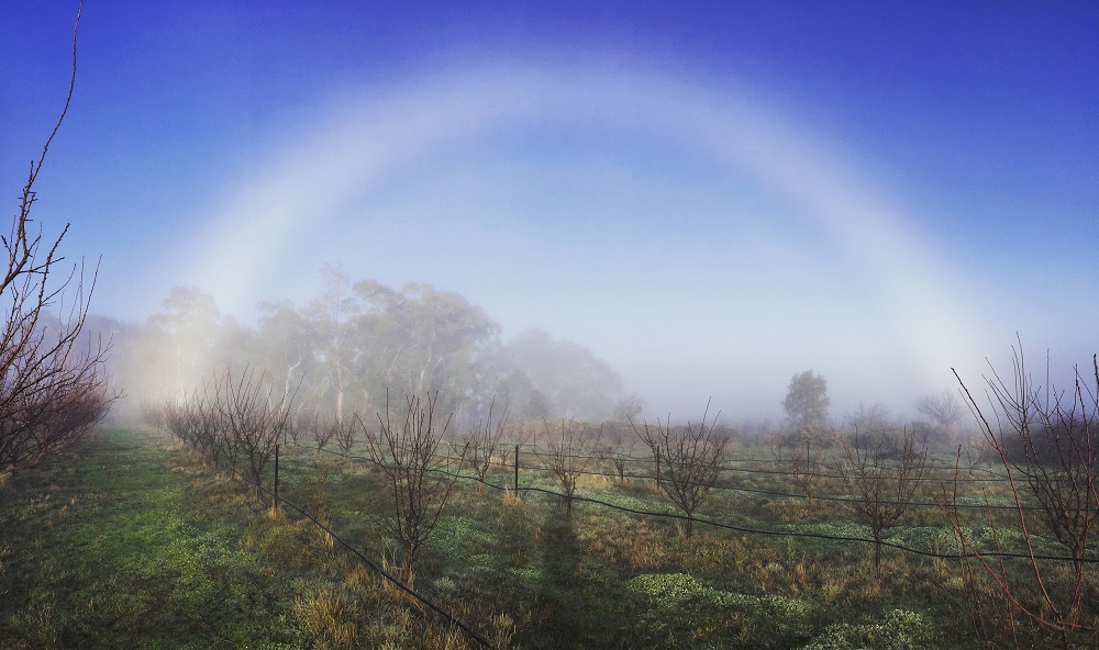 Weird weather over the orchard (Photo: Ant Wilson)