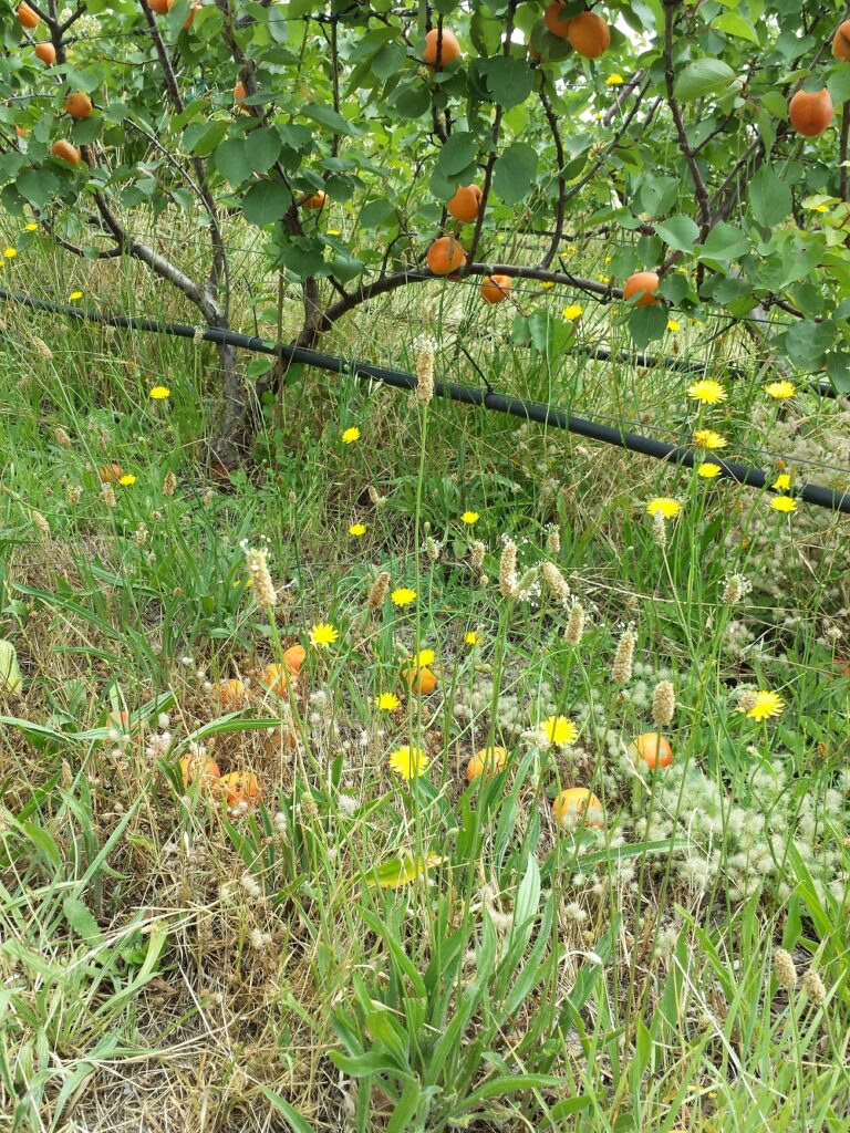 Fruit dropping on the ground is a sure sign that your crop is ripe- or soon will be! 