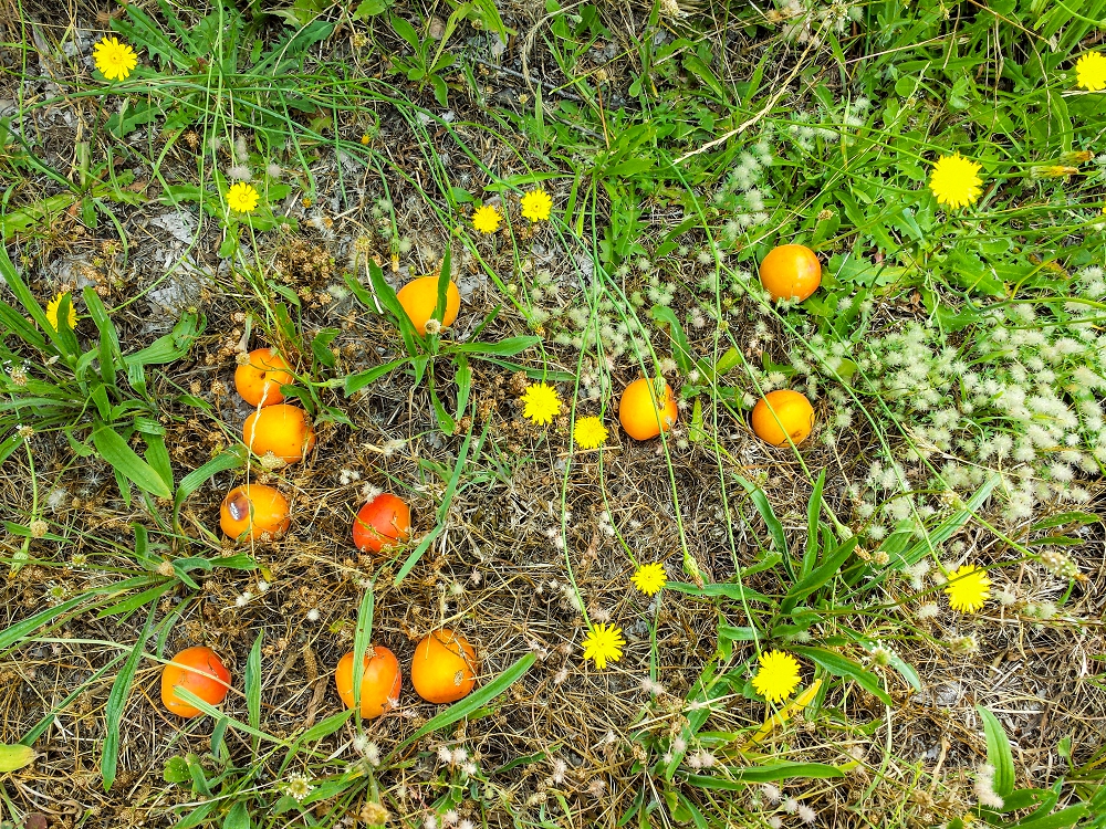 Apricot fruit on the ground after a big wind