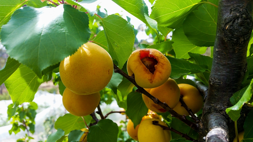 Bird damage is often a sign that fruit is ripe.