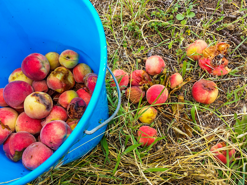 White peaches being picked up off the ground