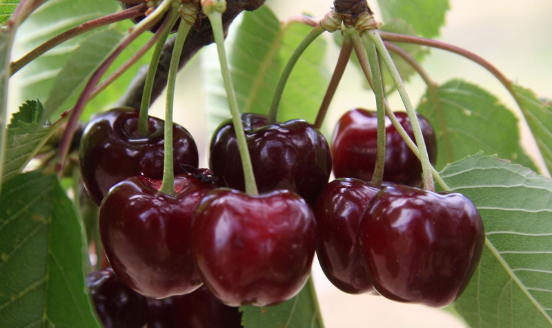 Ripe Bing cherries ready to pick