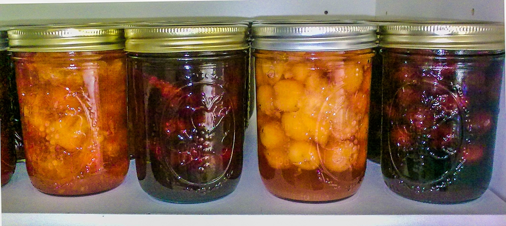 Grow Great Fruit member Christine's bottling efforts. From left to right, - Rainier (white cherry) conserve, Lambert (dark cherry) conserve, Rainiers in cognac and Lambert in cognac