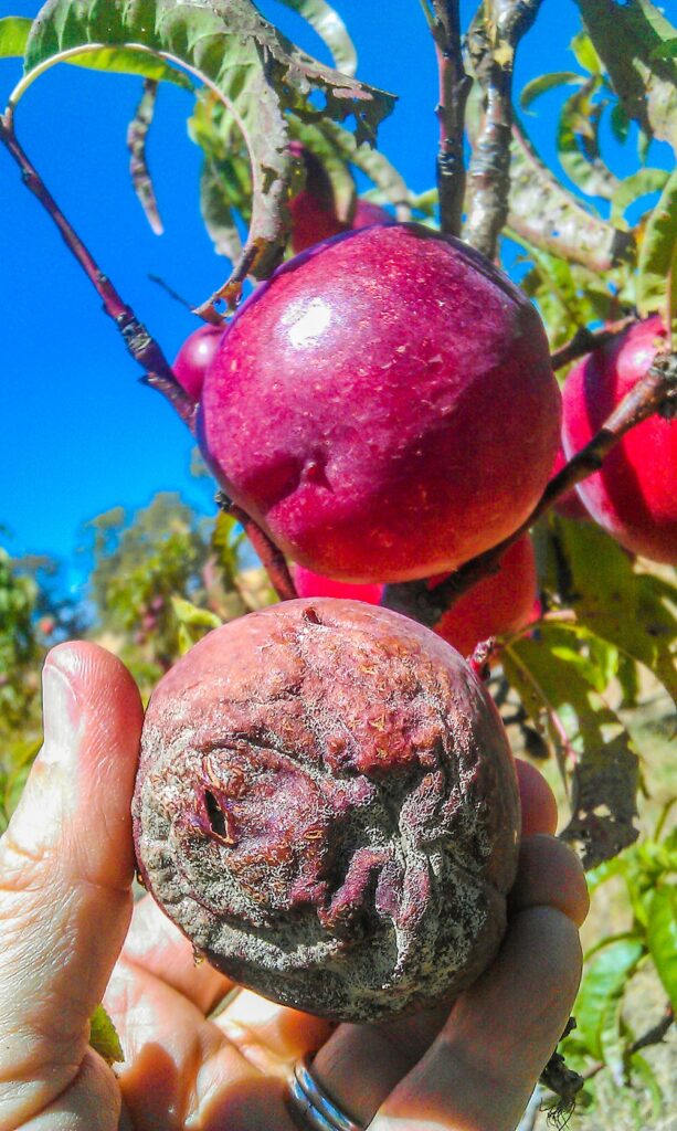 Brown rot in nectarines