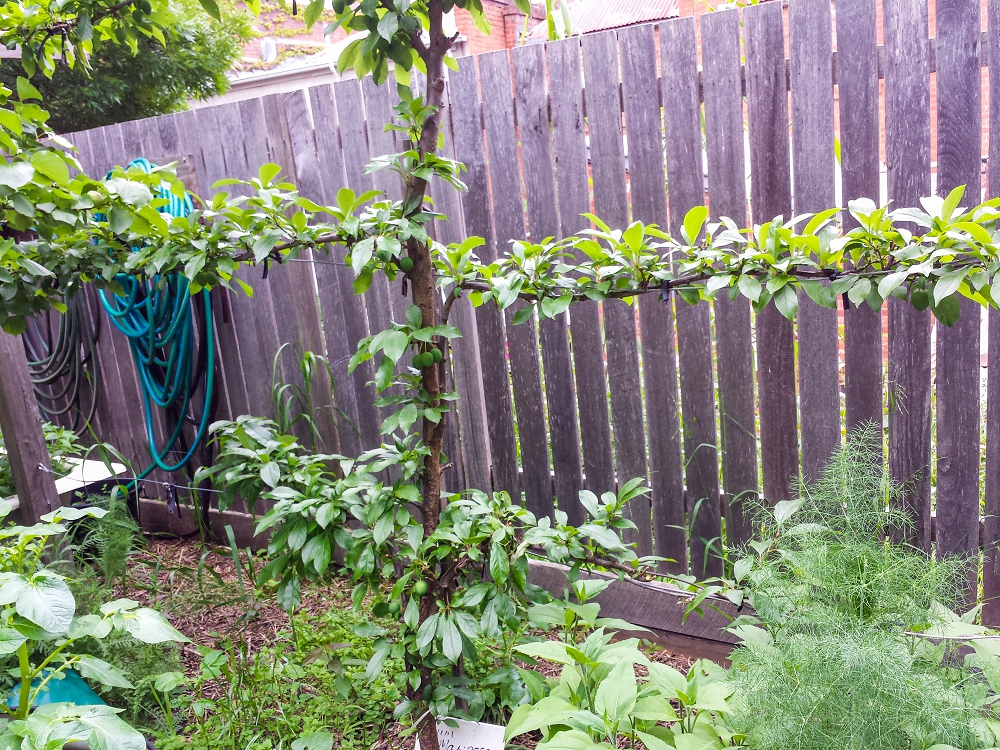 An espaliered apple tree, another way of getting more productivity out of a small space