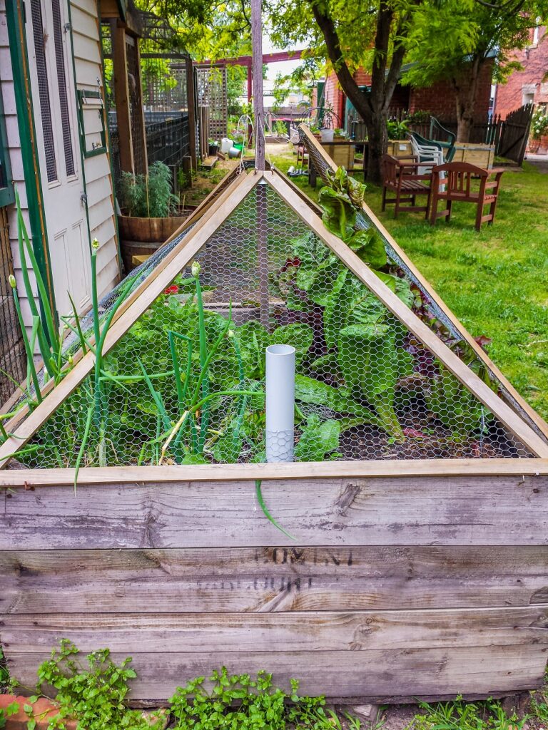 Square foot garden wicking bed (made in an old apple bin, the perfect size, and height for the purpose).