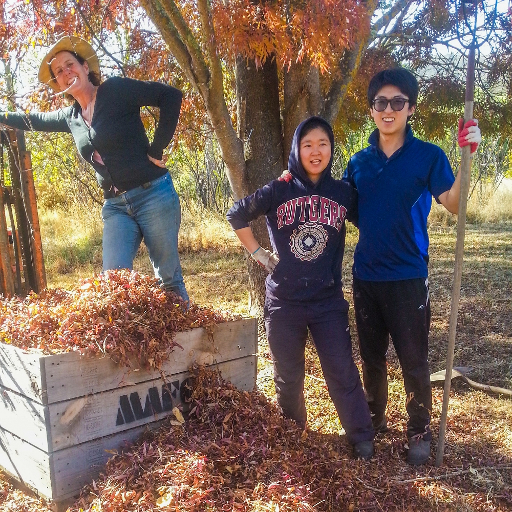 Katie standing in a wooden bin full of autumn leaves that have been collected for compost, with Wwoofers Suzy and Peter standing next to the bin