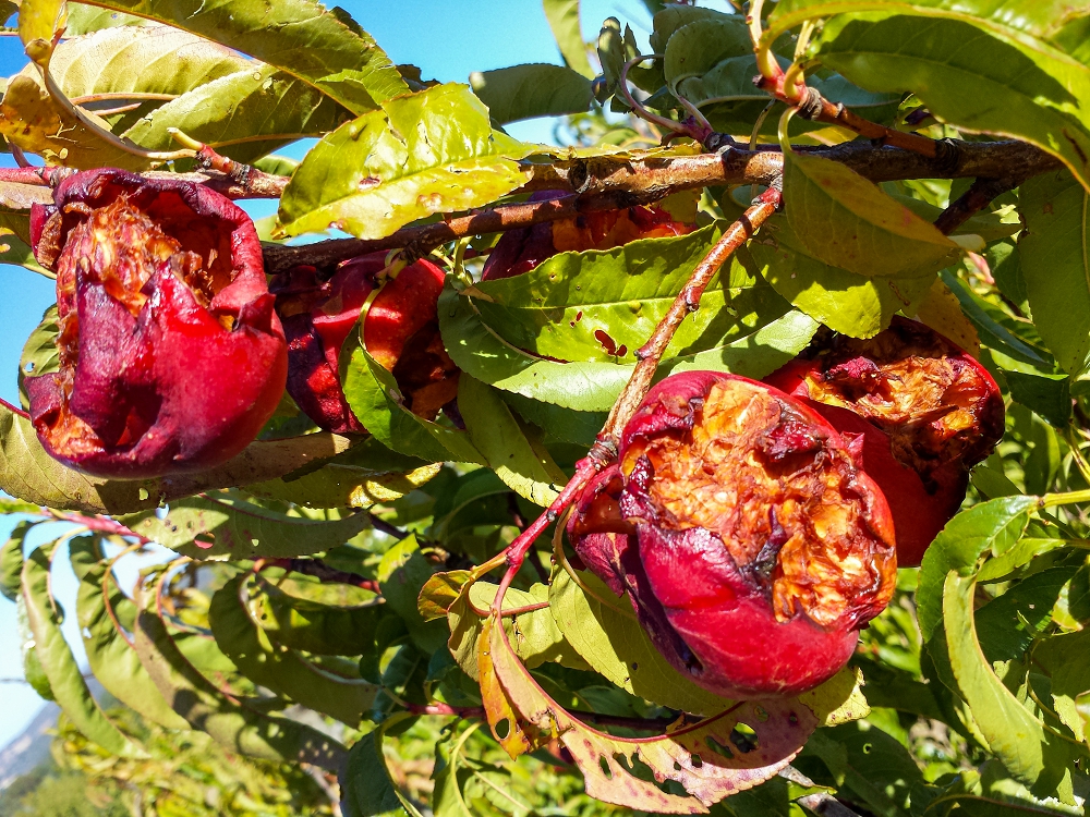 Red nectarines on a tree that have been badly eaten by birds