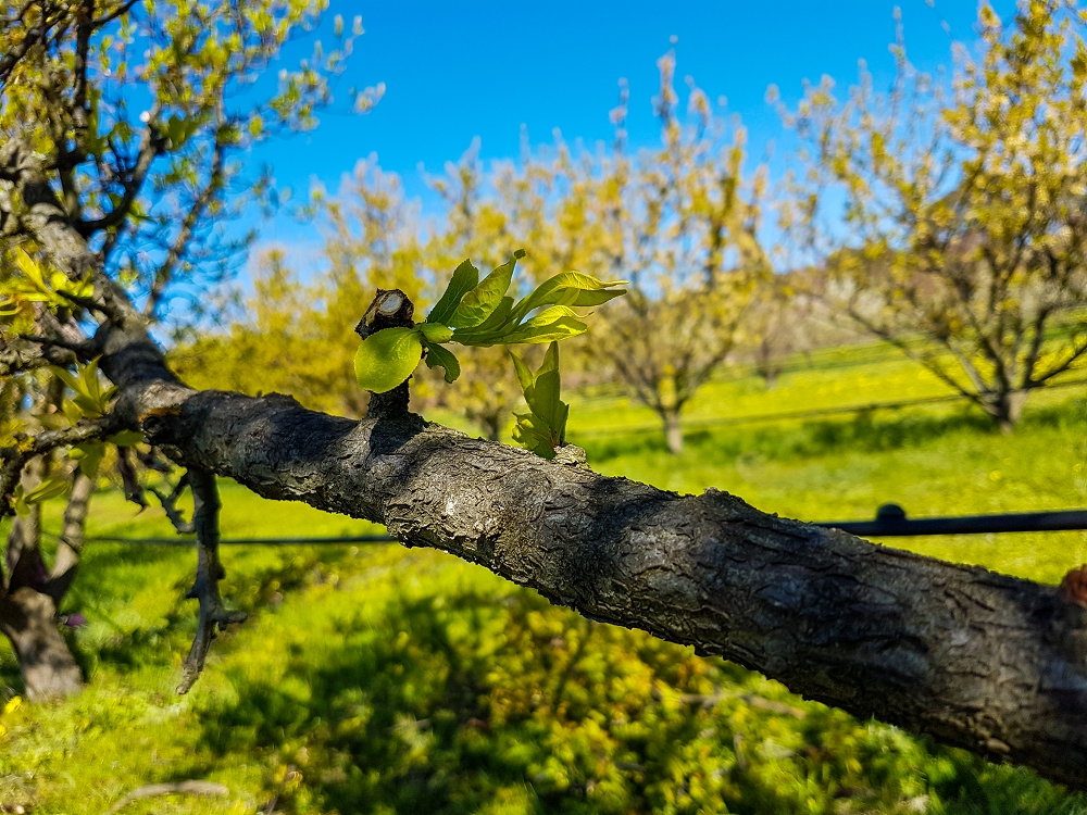 New shoots growing on a burned fruit tree that in time will replace the wood that was burned