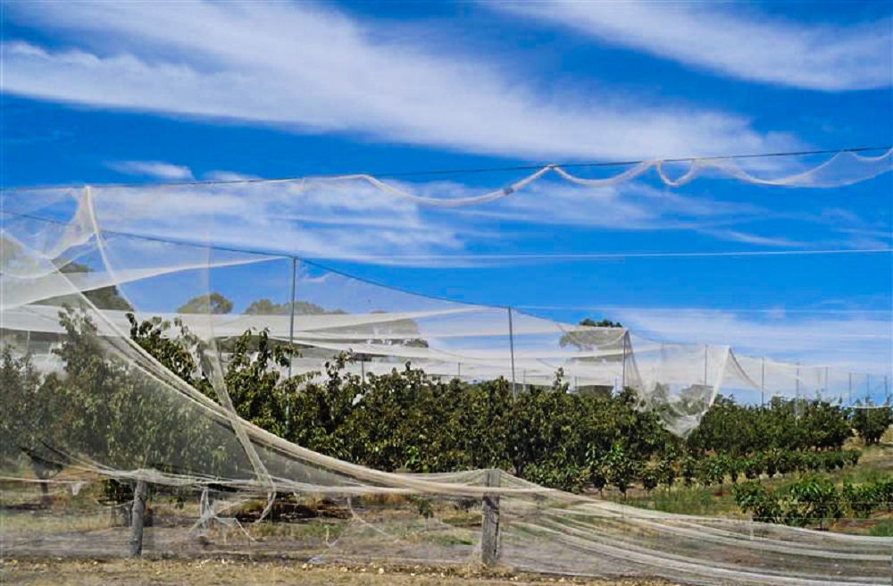 The enclosure netting over the cherry orchard after a big storm