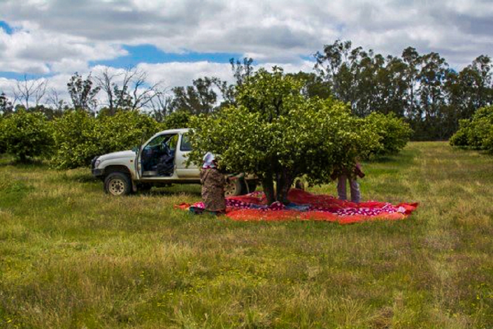 Harvesting orange blossoms from an orange tree onto a red cloth spread on the ground