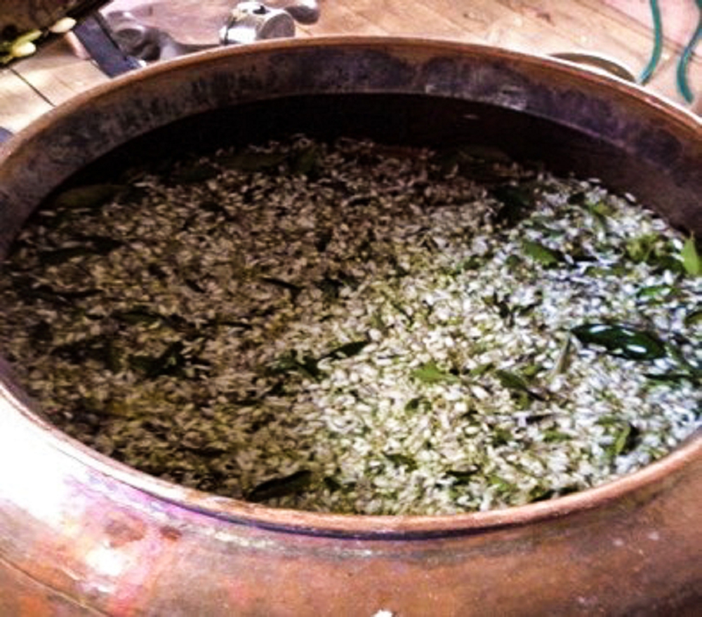 Orange blossoms floating in water inside a large copper still