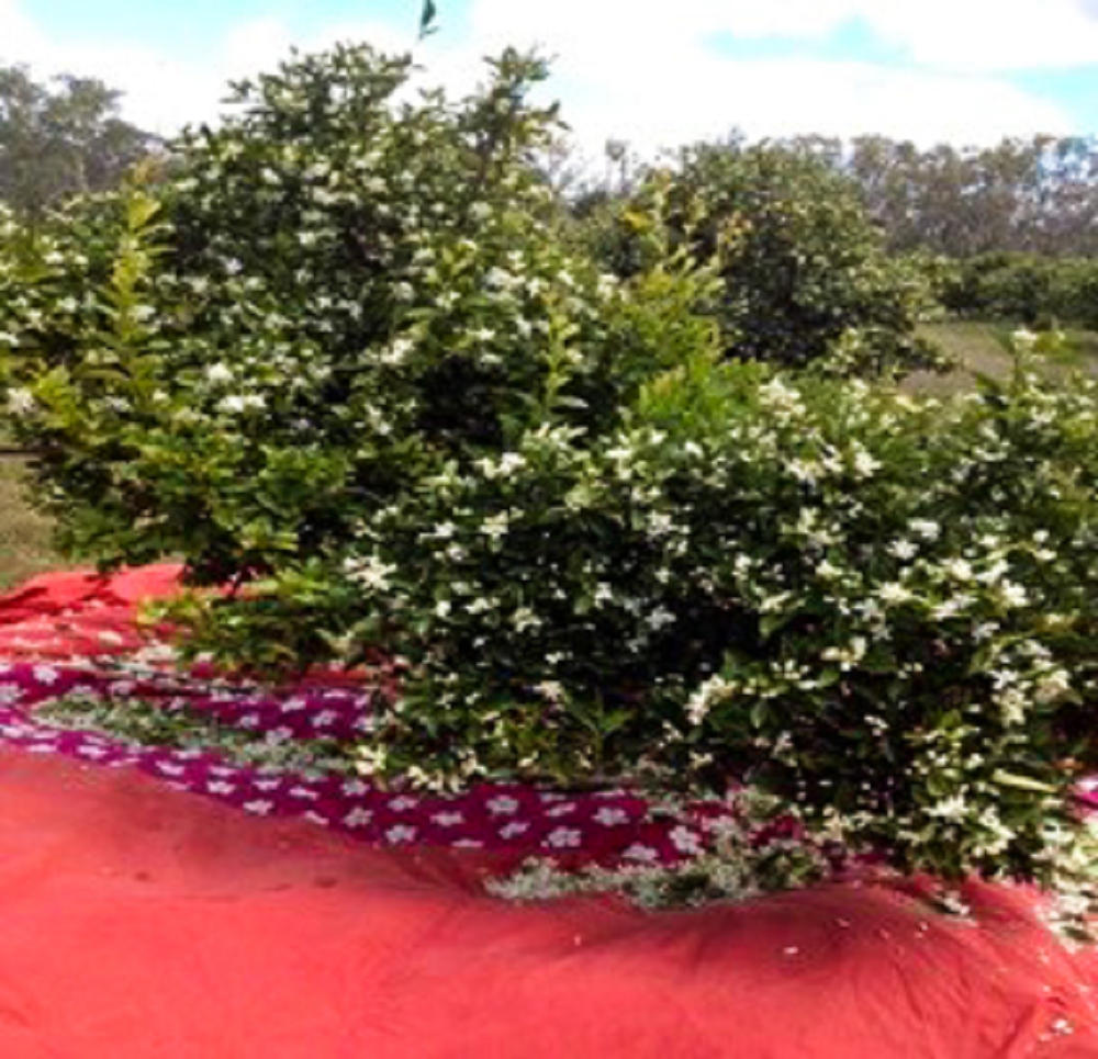 Harvest cloths under the trees make picking much easier