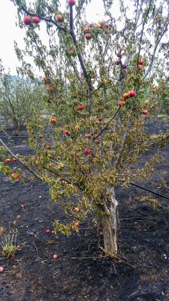 A fully-laden plum tree that was burned in the fire