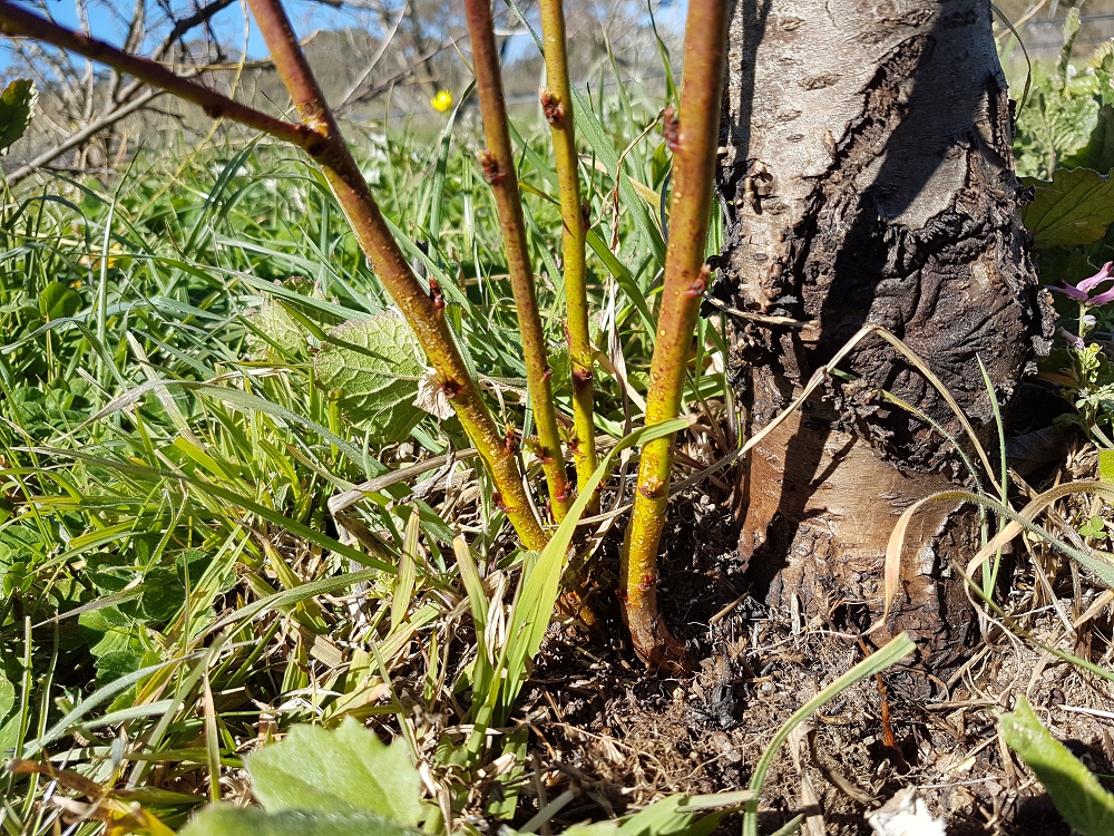 Suckers shooting from a peach tree that was badly burnt in the fire