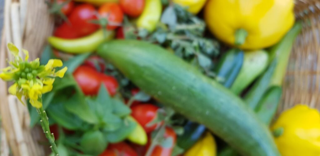 A basket containing vegetables including cucumber, yellow marrow, red tomatoes, green basil leaves and yellow flowers