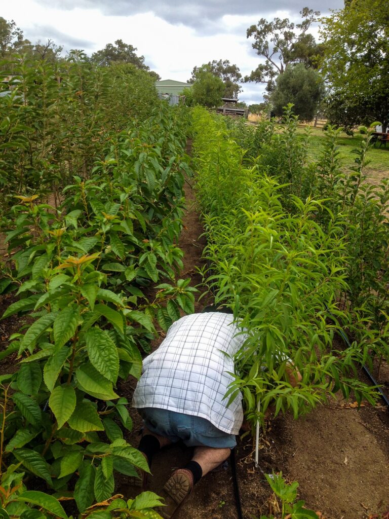 Pa on hands and knees tying up bud grafts in the nursery. Photo credit: Sas Allardice