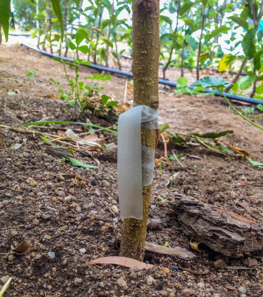 A bud-grafted peach tree in the nursery. Photo credit: Sas Allardice