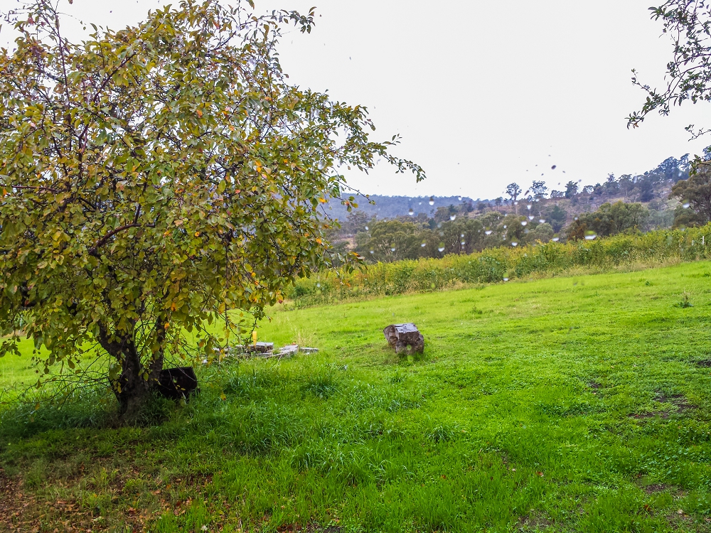 A rainy morning at the farm