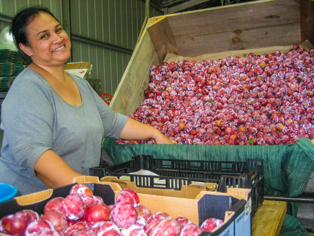 Norma packing plums in the shed