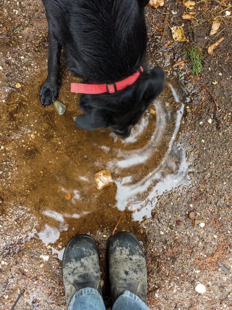 Poppy loving a puddle