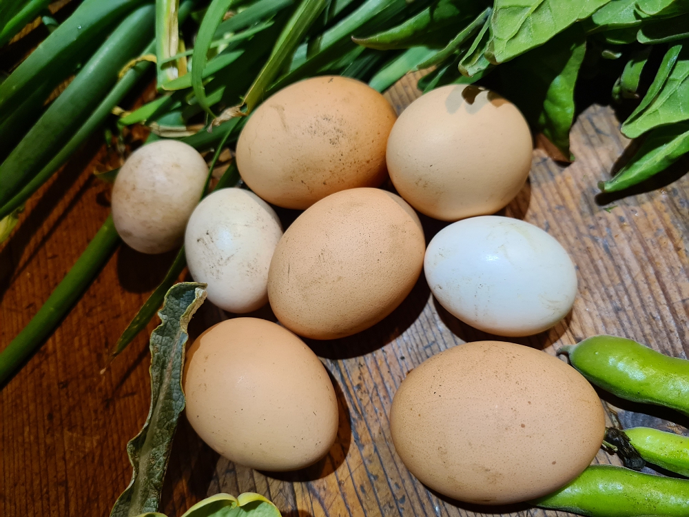 Spring harvest: eggs from the chickens, plus broadbeans, Warrigal greens, and onions from the garden