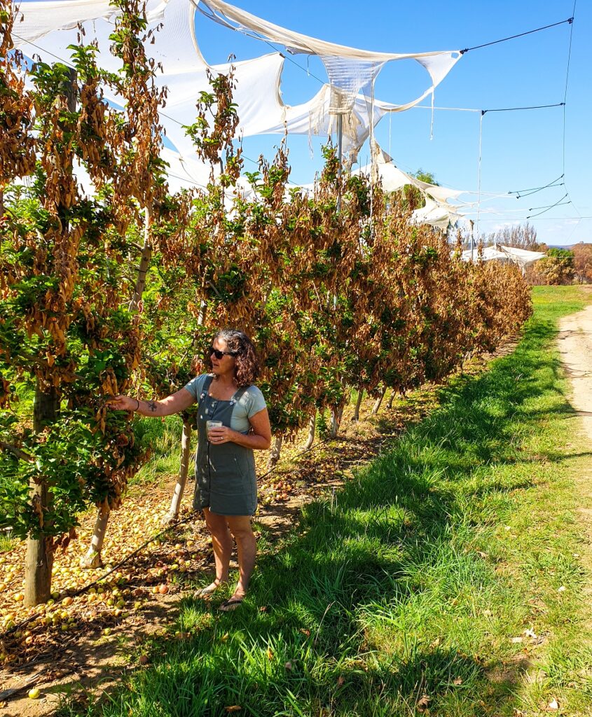 Katie inspecting some severely burnt apple trees