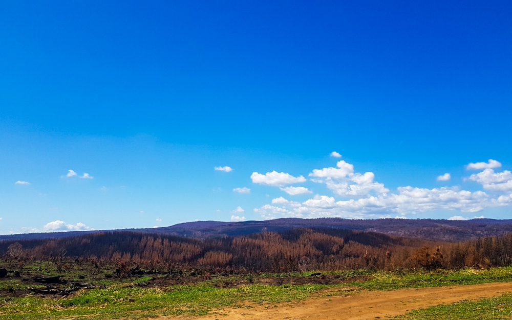 The visible impact of a natural disaster - burnt hills around Batlow