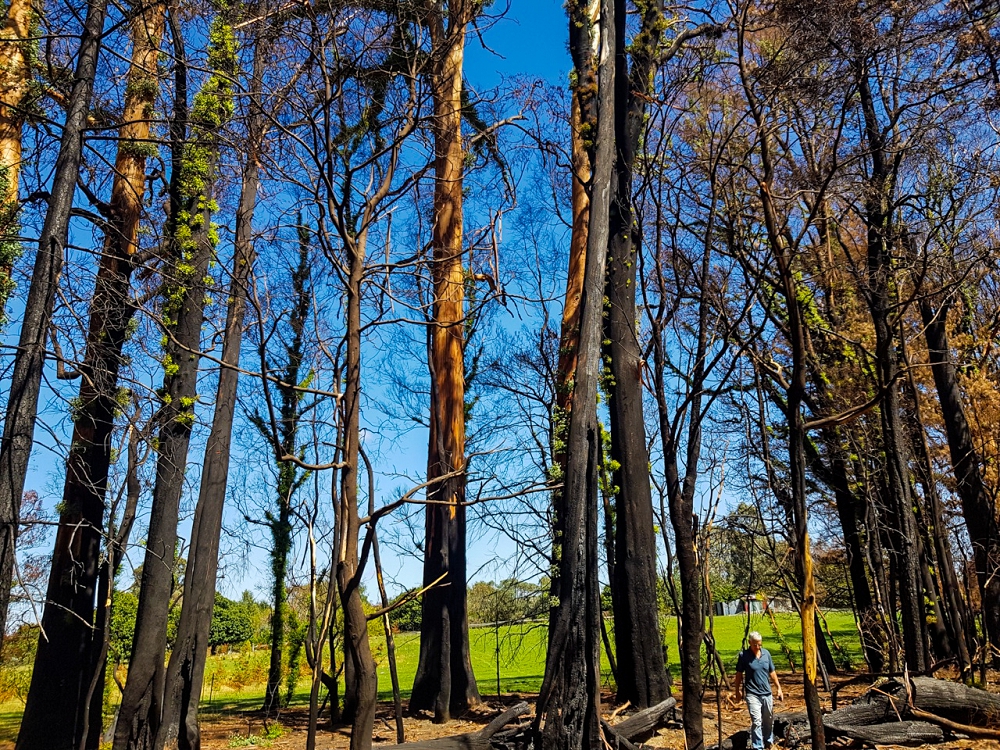 Rain after the fire stimulates a flush of green grass and the eucalypts to start re-growing