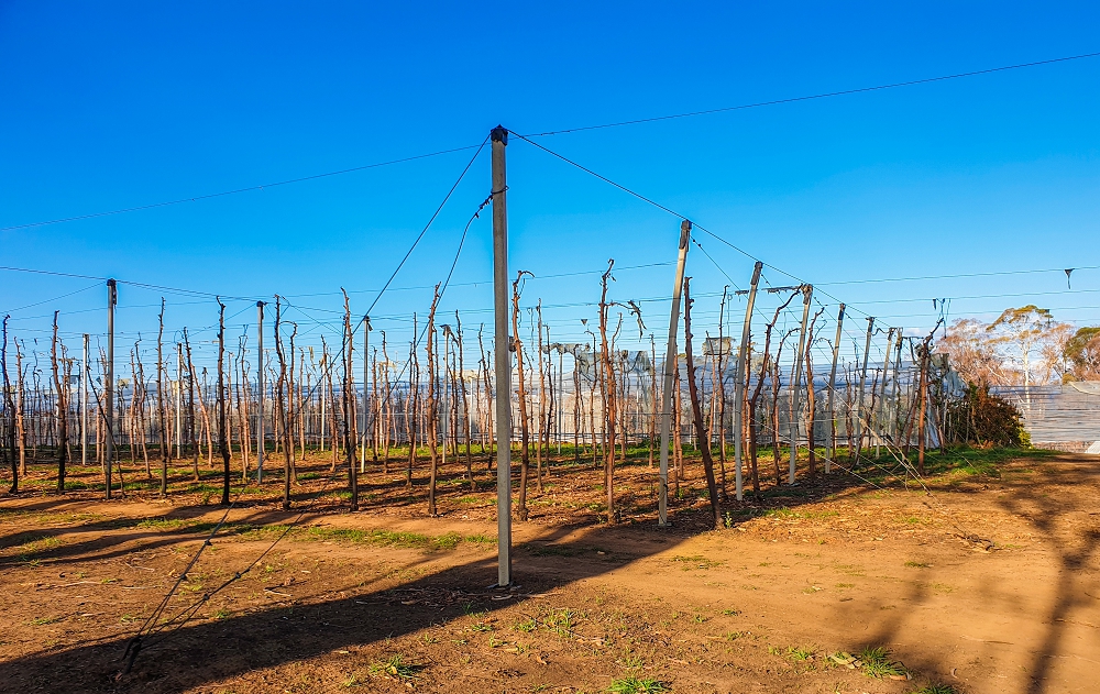 Irrigation infrastructure, netting and fruit trees all destroyed in the fire