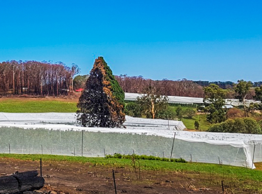 Half of this cypress tree was burnt, but most of the orchard under net is still intact