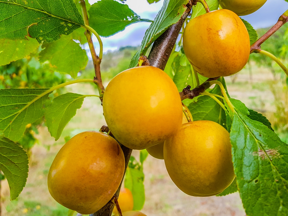 Shining golden Coe's Golden Drop plums