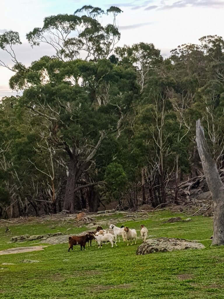 Feral goats on Leanganook