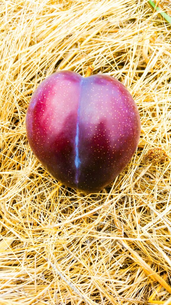 A heart-shaped Amber Jewel plum sitting on some straw