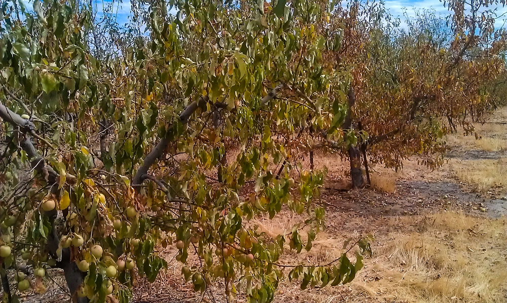 Drought affected apple trees dying from lack of water
