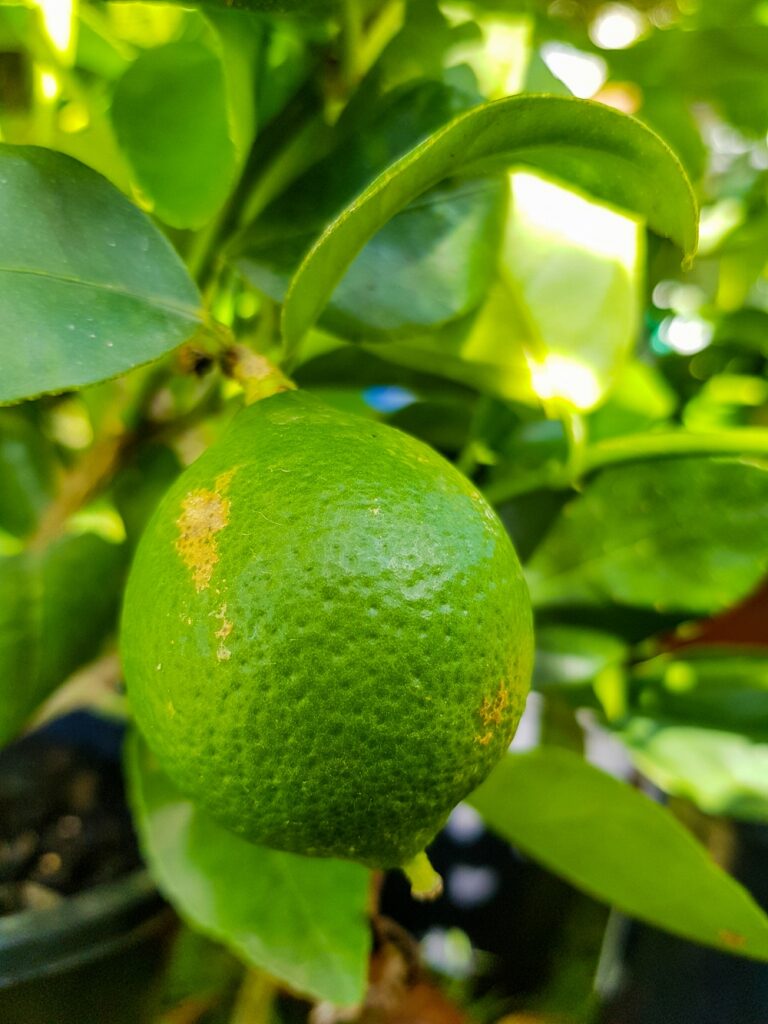 A lime on one of our small nursery trees