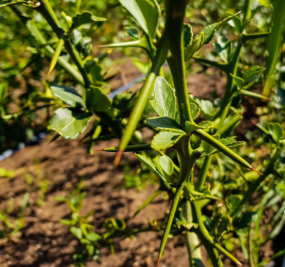 Trifoliata citrus rootstock with wicked thorns