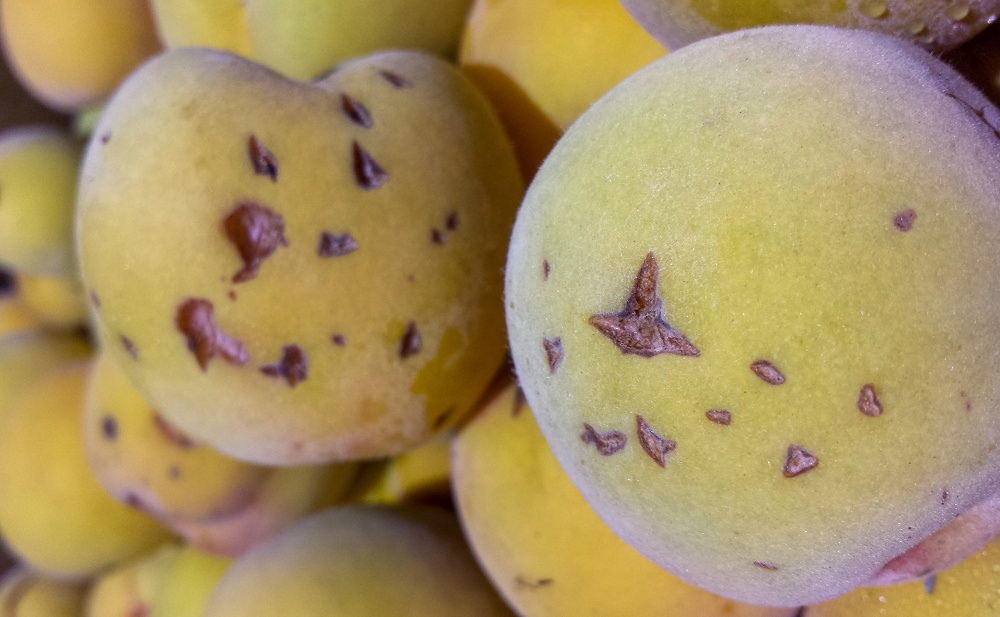 Hail damaged peaches