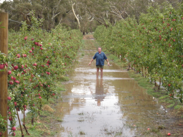 Orchardist Alan McLean standing in his flooded orchard in Harcourt in 2010