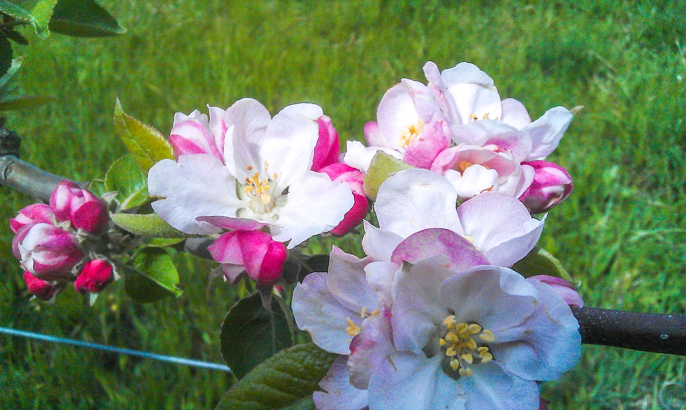 Bramley apples have arguably the prettiest blossom out of all the apples, with bright pink buds and delicate pink-tinted flowers