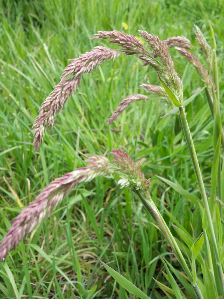 Yorkshire fog grass