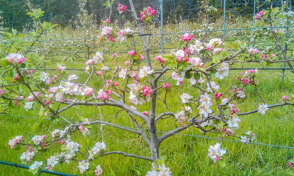 A Bramley tree approaching full bloom with very pretty pink and white blossom